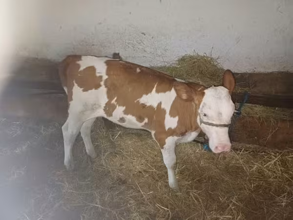 Bulle, Simmental cattle — Ungarn