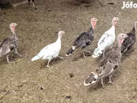 Turkeys — 照片 3