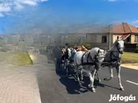Кобыла, Лошади — фото 1
