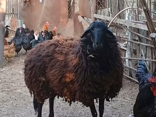 Juh, Karabakh sheep