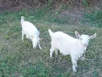 Cabro, Saanen goat — foto 4