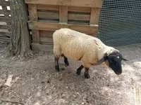 公羊, White Suffolk sheep — 照片 5