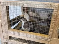 Quails — foto 5