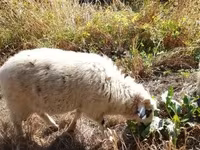 Kos, Racka sheep — 8. fotó