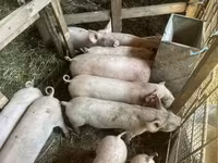 猪（批次，未指定性别）, Pigs — 照片 1
