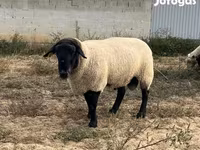 मेढ़ा, White Suffolk sheep — फ़ोटो 1