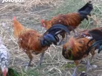 Chickens — 照片 3