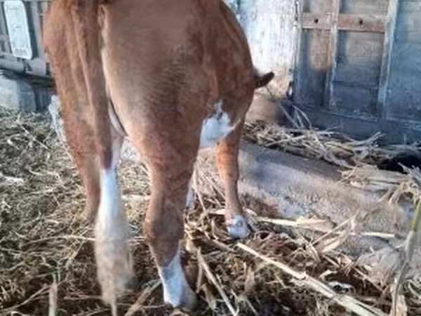 Cow, Simmental cattle — Hungary