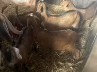 Cabras (lote, sexo no especificado), Cabras — foto 6
