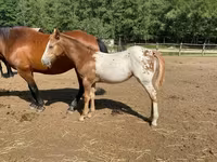 Kůň, Appaloosa — foto 4