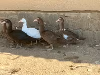 Ducks — photo 5