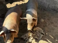Sow, Pigs — photo 2