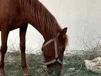 Hing, Karabakh horse — 1. fotó