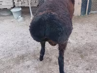 Widder, Tian-Shan semifinewool sheep — Foto 3
