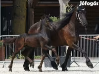Horse (M), Friesian — photo 1