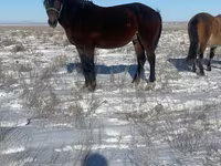 Koń, Kazakh horse — zdjęcie 2