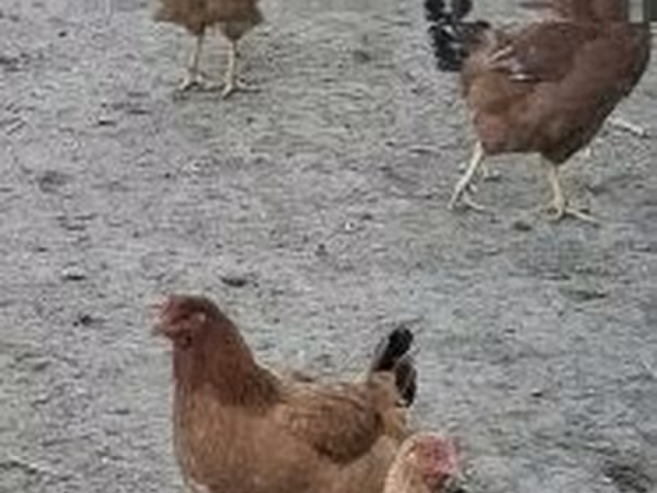 gallina danesa