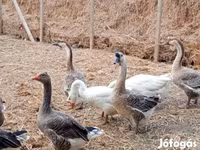 Geese — 2. fotó