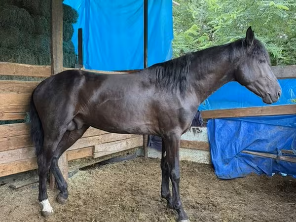 Horse (M), French Trotter