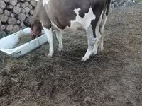 母牛, Holstein breed — 照片 3