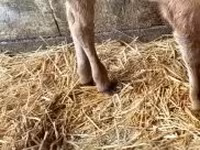 公牛, Russian Black pied cattle — 照片 2