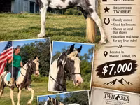 فرس, Pinto horses — الصورة 1