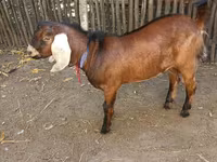 Bode, Nubian Goat — foto 5