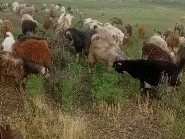 Goat, Goats