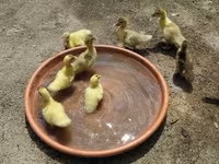 Ducks — الصورة 5