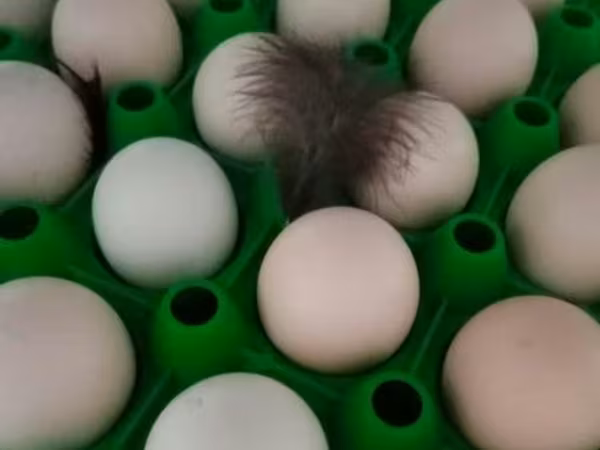 Chickens