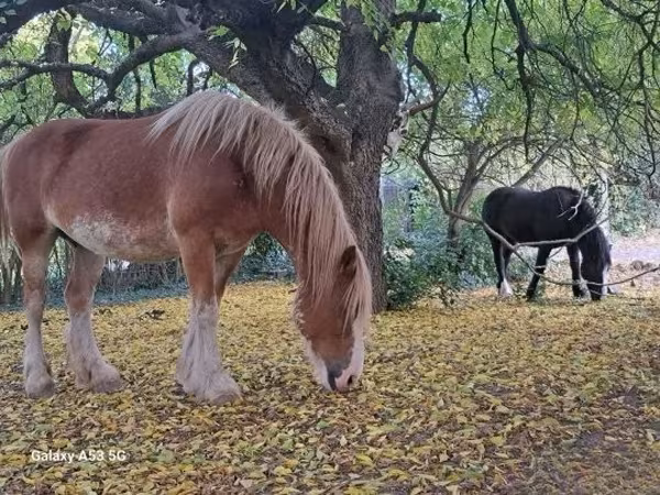 घोड़ी, Shire
