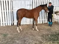 公马, Dutch warmblood horse — 照片 5