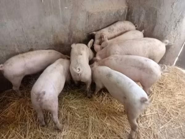 母猪, Pigs