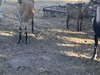 Billy Goat, Goats — photo 4