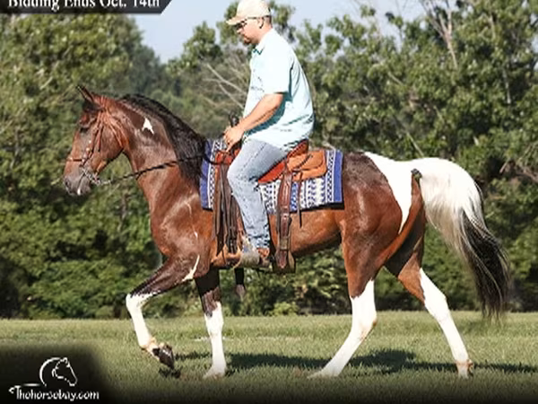 घोड़ा, Tennessee Walking Horse