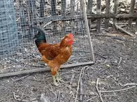 Chickens — फ़ोटो 6