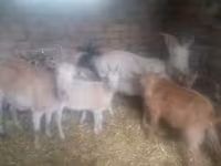 公山羊, Goats — 照片 3