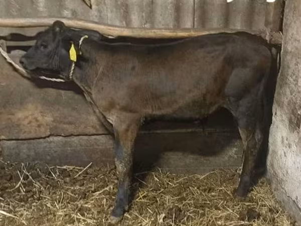 Bika, Swiss cattle