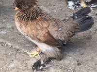 Chickens — foto 7