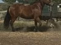 Yegua, Caballos — foto 2