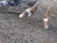 Turkeys — 照片 1