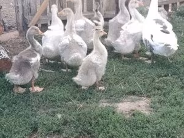 Geese — Ungarn