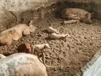 母猪, Pigs — 照片 4