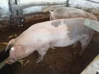 母猪, Pigs — 照片 5