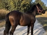 公马, Horses — 照片 3
