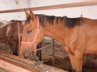 Caballo, Manipuri pony — foto 8