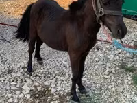 Mare, Horses — photo 2