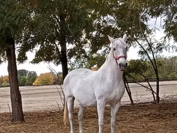فرس, Lipizzaner