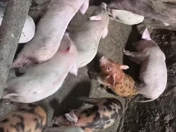 Sow, Ландрас