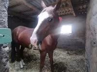 Hing, Akhal-Teke — 5. fotó